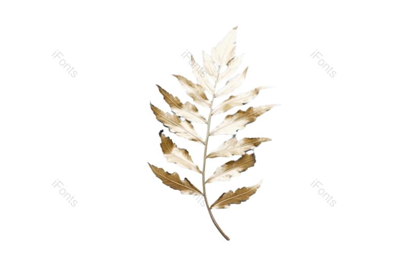 叶子图片,边框元素,形状PNG,摄影免抠素材